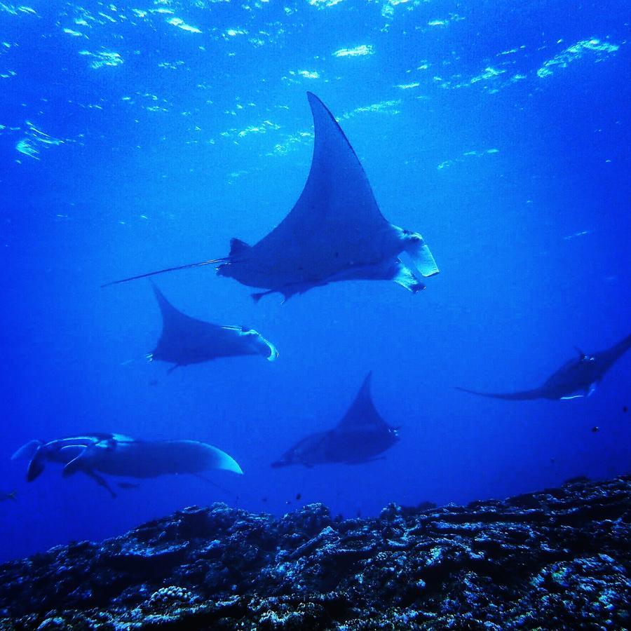 Ishigakijima Guesthouse&Diving Seacoro Ishigaki  Eksteriør billede
